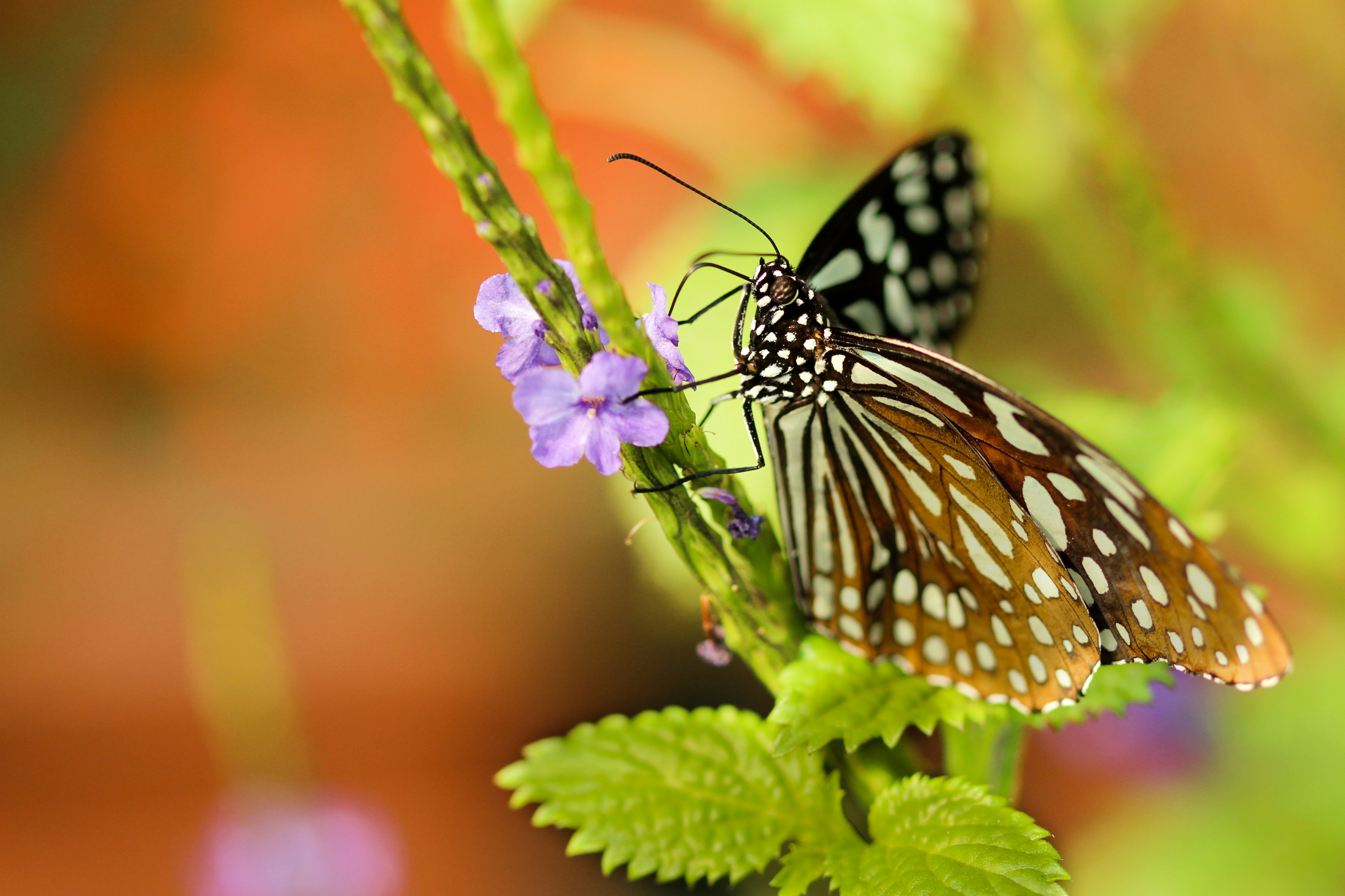 closeup photo of butterlfy